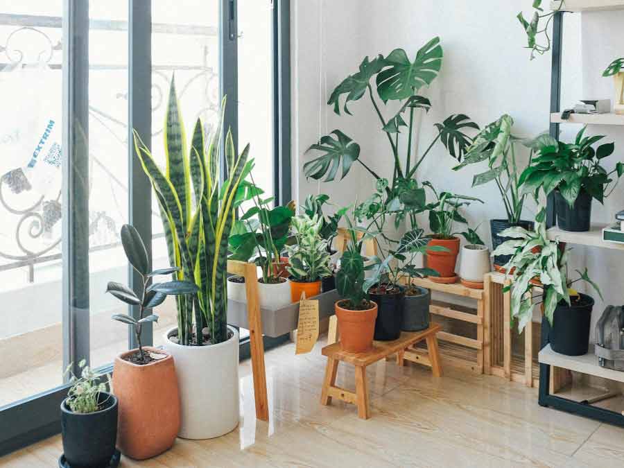 plantas que se recuperan solas